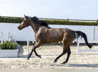 Zangersheider, Jument, 3 Ans, 167 cm, Bai
