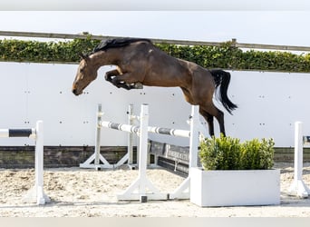 Zangersheider, Jument, 3 Ans, 167 cm, Bai