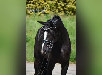 Zangersheider, Jument, 3 Ans, 167 cm, Noir