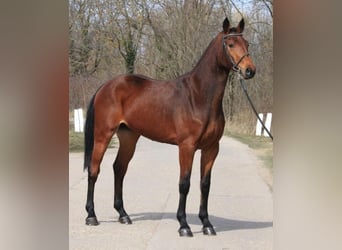 Zangersheider, Jument, 3 Ans, 168 cm, Bai