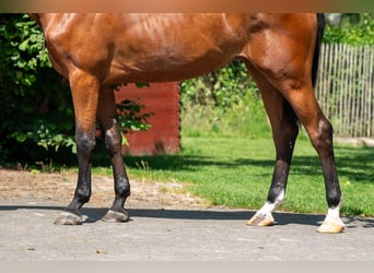 Zangersheider, Jument, 3 Ans, 168 cm