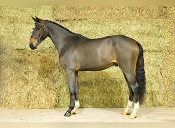 Zangersheider, Jument, 3 Ans, 169 cm, Bai