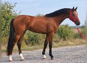 Zangersheider, Jument, 3 Ans, 169 cm, Bai