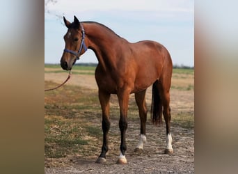 Zangersheider, Jument, 3 Ans, 169 cm, Bai