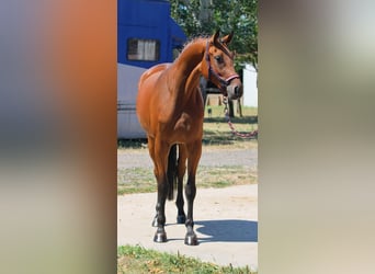 Zangersheider, Jument, 3 Ans, 169 cm, Bai Zangersheider, Jument, 3 Ans, 169 cm, Bai