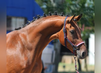 Zangersheider, Jument, 3 Ans, 169 cm, Bai Zangersheider, Jument, 3 Ans, 169 cm, Bai