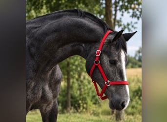 Zangersheider, Jument, 3 Ans, 169 cm, Gris