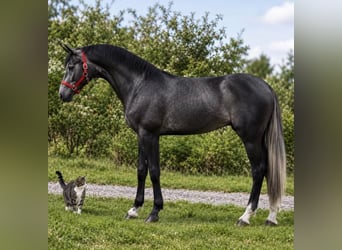 Zangersheider, Jument, 3 Ans, 169 cm, Gris