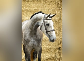 Zangersheider, Jument, 3 Ans, 173 cm, Gris