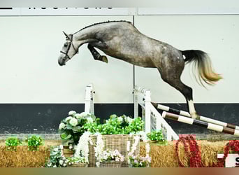 Zangersheider, Jument, 3 Ans, 173 cm, Gris