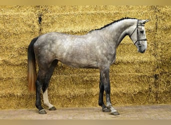Zangersheider, Jument, 3 Ans, 173 cm, Gris