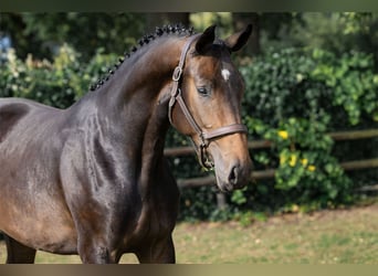 Zangersheider, Jument, 3 Ans, Bai brun