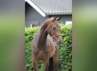 Zangersheider, Jument, 3 Ans