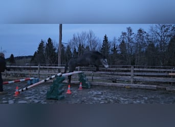 Zangersheider, Jument, 3 Ans, Gris pommelé