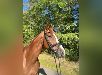 Zangersheider, Jument, 4 Ans, 160 cm, Alezan