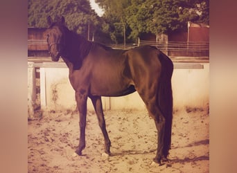 Zangersheider, Jument, 4 Ans, 160 cm, Bai