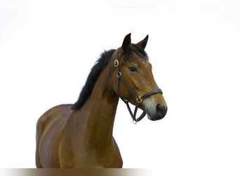 Zangersheider, Jument, 4 Ans, 160 cm, Bai