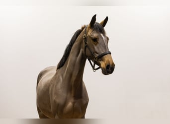 Zangersheider, Jument, 4 Ans, 160 cm, Bai