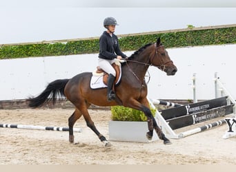 Zangersheider, Jument, 4 Ans, 162 cm, Bai brun