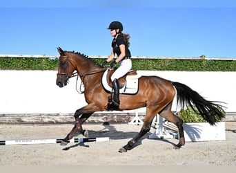 Zangersheider, Jument, 4 Ans, 162 cm, Bai