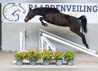 Zangersheider, Jument, 4 Ans, 162 cm