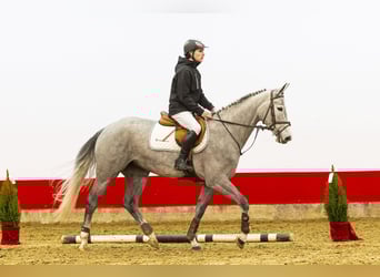 Zangersheider, Jument, 4 Ans, 162 cm, Gris