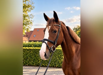 Zangersheider, Jument, 4 Ans, 163 cm, Alezan