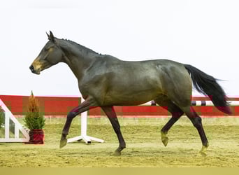 Zangersheider, Jument, 4 Ans, 163 cm, Bai brun