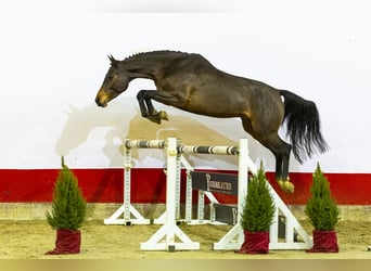 Zangersheider, Jument, 4 Ans, 163 cm, Bai brun