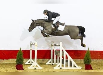 Zangersheider, Jument, 4 Ans, 163 cm, Bai brun foncé