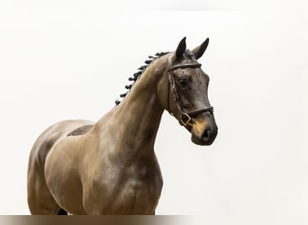 Zangersheider, Jument, 4 Ans, 163 cm, Bai brun foncé