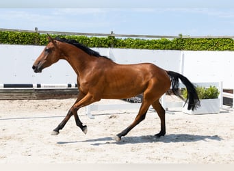 Zangersheider, Jument, 4 Ans, 163 cm, Bai