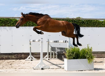 Zangersheider, Jument, 4 Ans, 163 cm, Bai