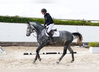 Zangersheider, Jument, 4 Ans, 163 cm, Gris