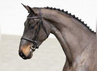 Zangersheider, Jument, 4 Ans, 164 cm, Bai