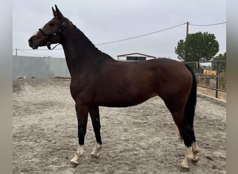 Zangersheider, Jument, 4 Ans, 165 cm, Bai