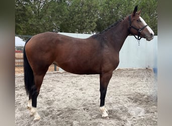 Zangersheider, Jument, 4 Ans, 165 cm, Bai
