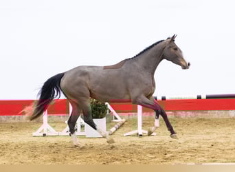 Zangersheider, Jument, 4 Ans, 165 cm, Bai