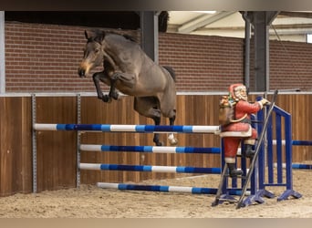 Zangersheider, Jument, 4 Ans, 165 cm, Bai