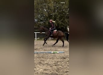 Zangersheider, Jument, 4 Ans, 165 cm