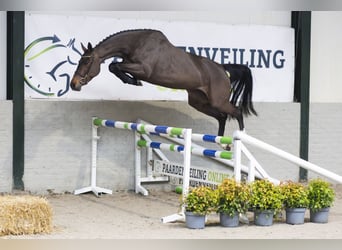 Zangersheider, Jument, 4 Ans, 165 cm