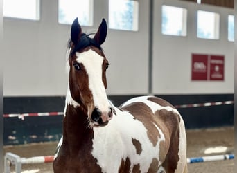 Zangersheider, Jument, 4 Ans, 165 cm, Pinto