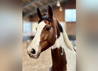 Zangersheider, Jument, 4 Ans, 165 cm, Pinto