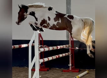 Zangersheider, Jument, 4 Ans, 165 cm, Pinto