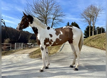Zangersheider, Jument, 4 Ans, 165 cm, Pinto