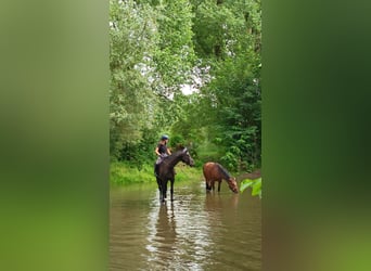 Zangersheider, Jument, 4 Ans, 166 cm, Bai