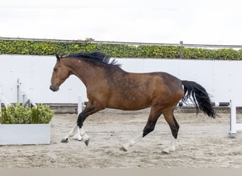 Zangersheider, Jument, 4 Ans, 166 cm, Bai