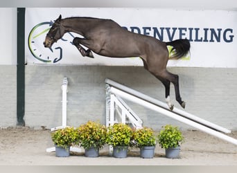 Zangersheider, Jument, 4 Ans, 166 cm