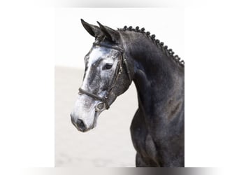 Zangersheider, Jument, 4 Ans, 167 cm, Gris