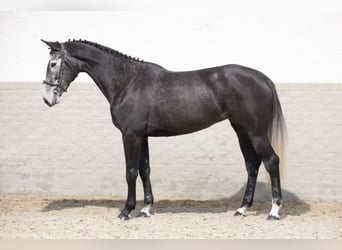 Zangersheider, Jument, 4 Ans, 167 cm, Gris